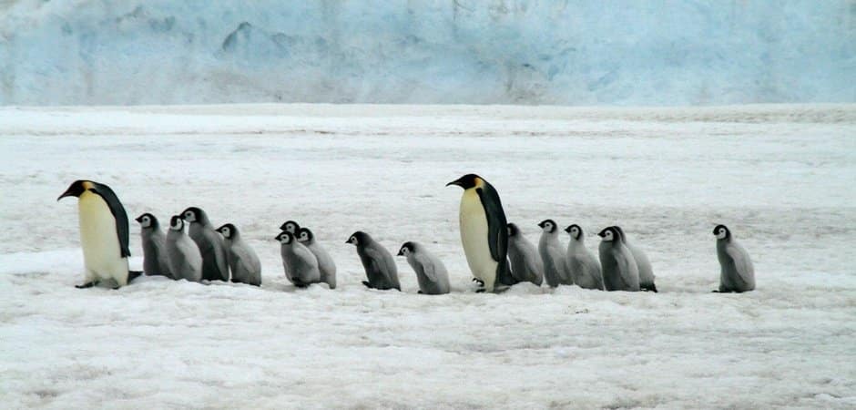 Featured image for “Google’s Penguin Update: What You Need to Know”